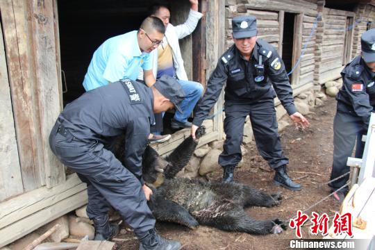 云南省野生动物收容拯救中心人员将黑熊麻醉后装笼。 钟欣 摄