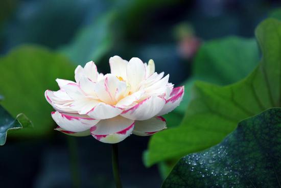 九龙坡华岩荷花展今天开幕 超多耍事等你