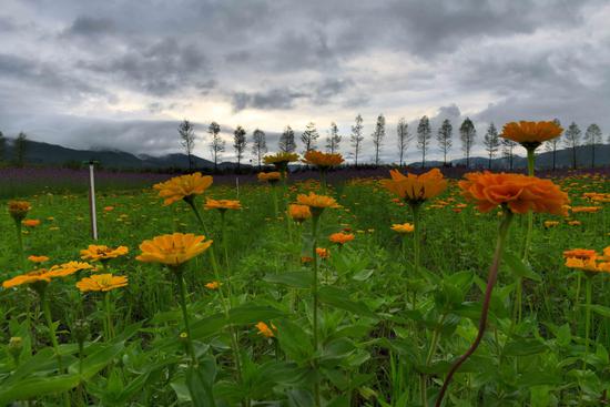 漫步昌宁云端花田 聆听花开的声音
