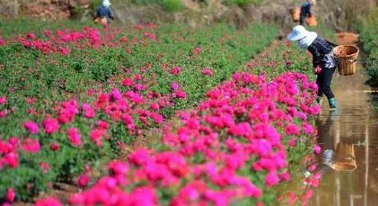 云南曲靖旅游景点大全