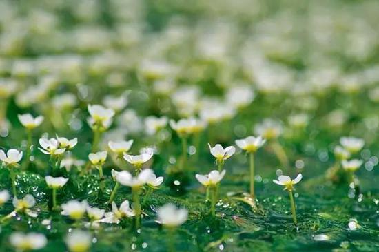 云南曲靖旅游景点大全