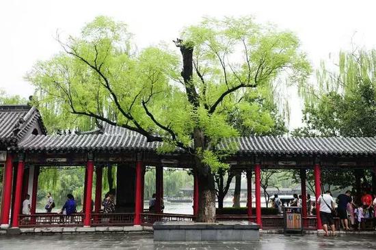 雨后的大明湖空气格外清新
