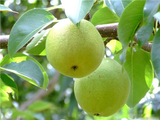 会泽宝珠梨(来源:珠江源农网)