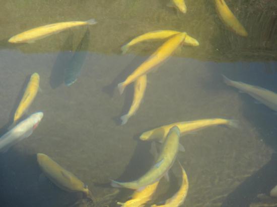 8月的会泽除了万亩草山 还有那些你不容错过的美味_新浪旅游_新浪网