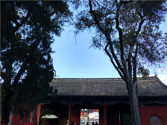 (文庙里的千年古树 摄影/王璐)