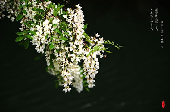 槐花盛开时，一串串白挂在枝头；图片来源网络