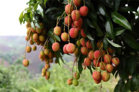 (新平荔枝)