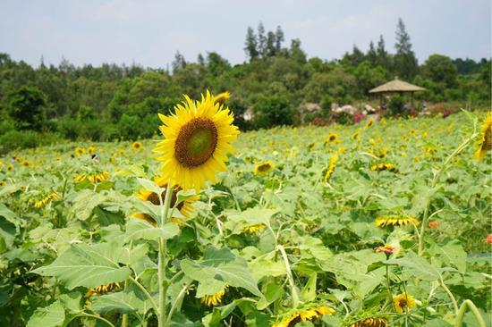 厦门翔安香山花海绽放瓜果飘香