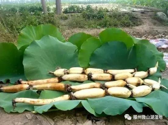 第七怪:干鱼放久不变化;第六怪:莲藕不挖用脚踩;第五怪:孩子栓起来;第