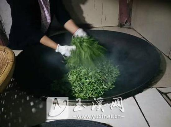 杀青,使叶中水分减少,叶片变柔软,有利于揉成捻形、圆紧茶条。