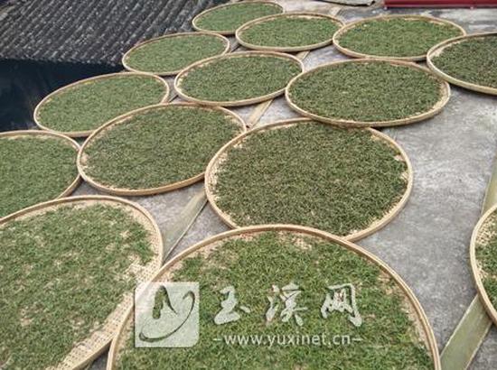 在阳光下晒茶