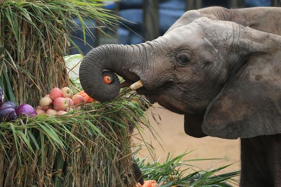 乐和乐都迎来非洲大象 西部尚属首次