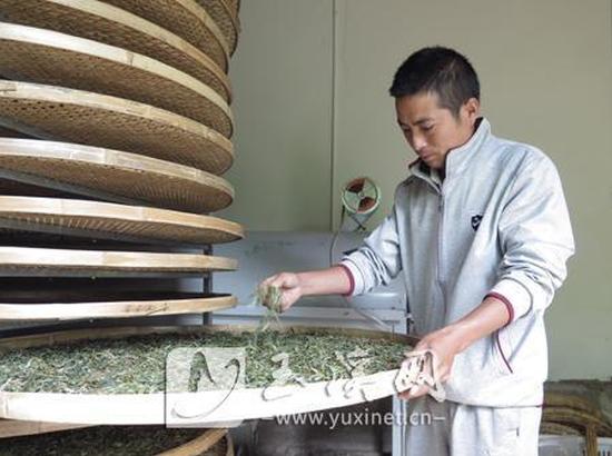 揉捻茶叶后,高崇岭在观察茶叶的变化。揉捻使茶叶内部破裂,茶汁外溢,黏附在茶条上,冲泡饮用时才有滋味和香气。