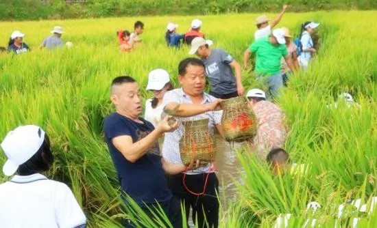 第二届龙陵龙江“稻花鱼节”日程出炉 三大亮点八大特色不容错过_新浪旅游_新浪网
