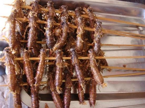 云南虫子宴的主流虫类 你知多少