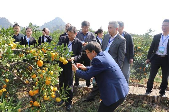 永州回龙圩首届柑橘文化旅游节暨柑橘产业高峰