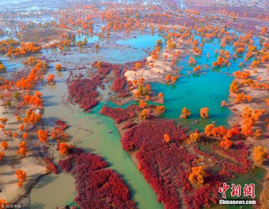 金秋季节，新疆塔里木河流域出现五彩斑斓的景色，在新疆塔里木盆地塔克拉玛干大沙漠--“极旱荒漠”里出现“极端美景”。新疆塔里木胡杨保护区总面积395420公顷，核心区面积180383公顷，实验区面积33041公顷。确·胡热 摄 图片来源：视觉中国