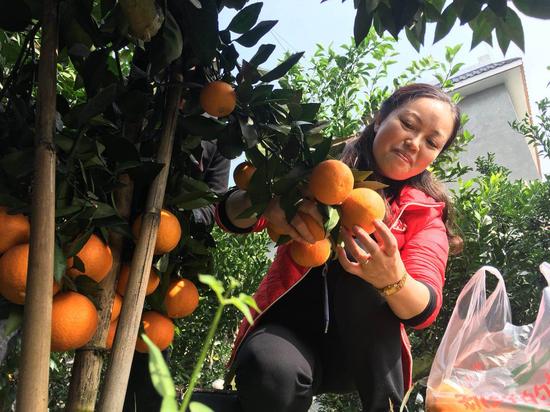 美食在向你招手 眉山市推出东坡文化美食之旅