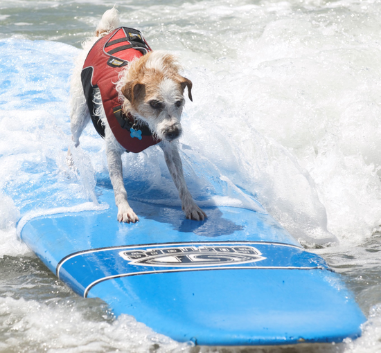 宠物狗冲浪比赛 – 圣地亚哥旅游局