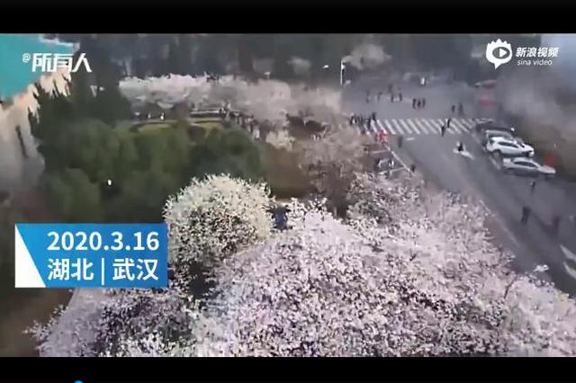 武大“云賞櫻”開啟 十天看不同地點(diǎn)櫻花