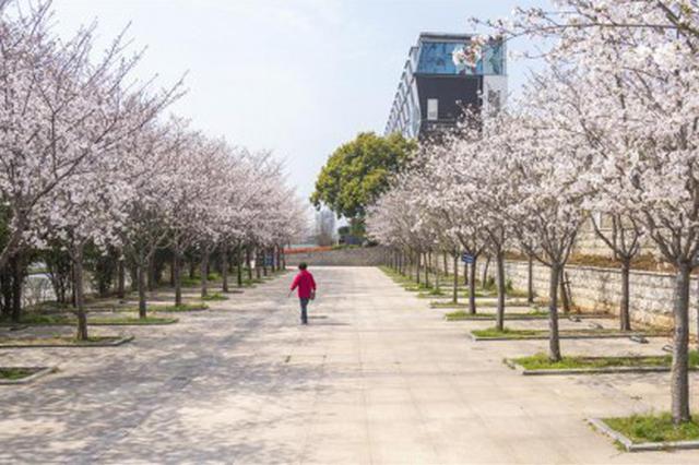 特寫：春分過后的武漢