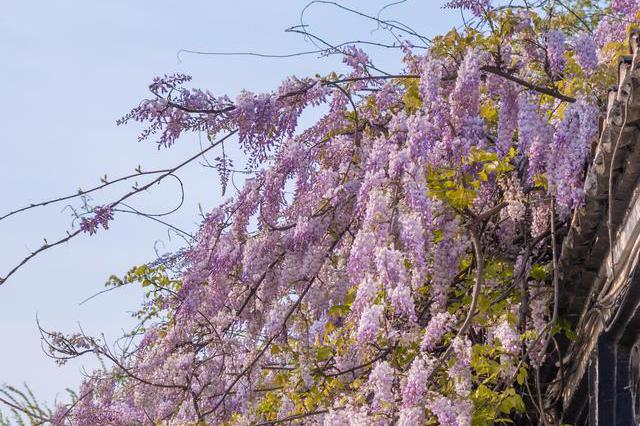 櫻花落盡 揚(yáng)州的浪漫被這個(gè)角落承包