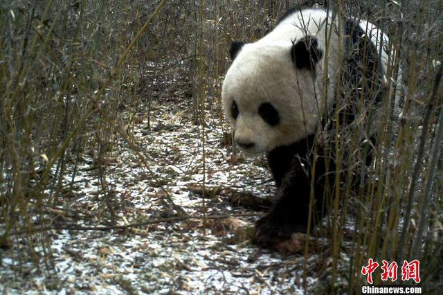 野生大熊貓?bào)@喜現(xiàn)身四川綿竹