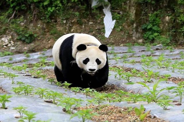 成都将建熊猫国际旅游度假区 拟于明年五月正式开放