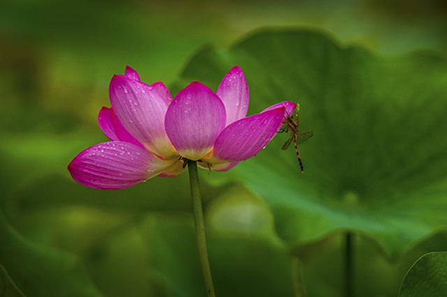 京城 皇家園林雨后的荷花仙子