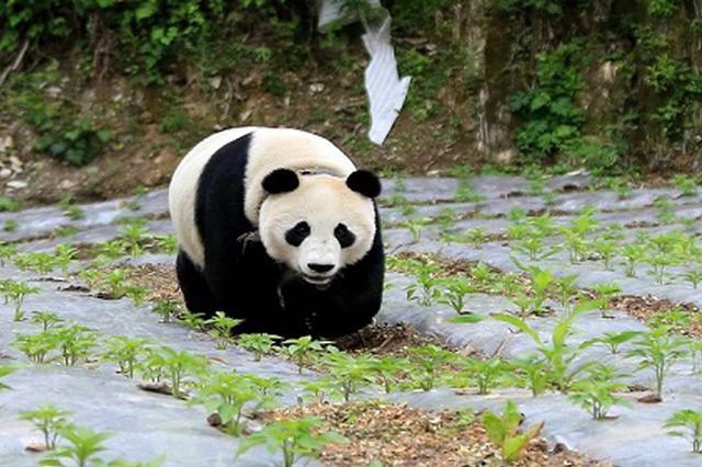 九寨沟大熊猫园开园迎客