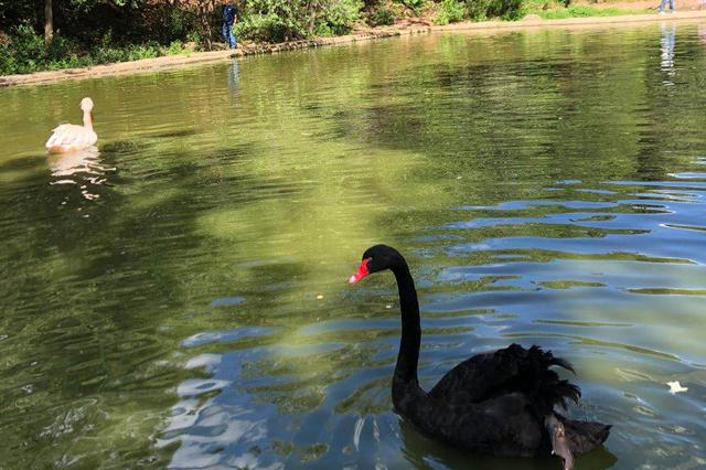 北京野生動(dòng)物園天鵝蛋被偷 目擊者稱上前制止還遭謾罵