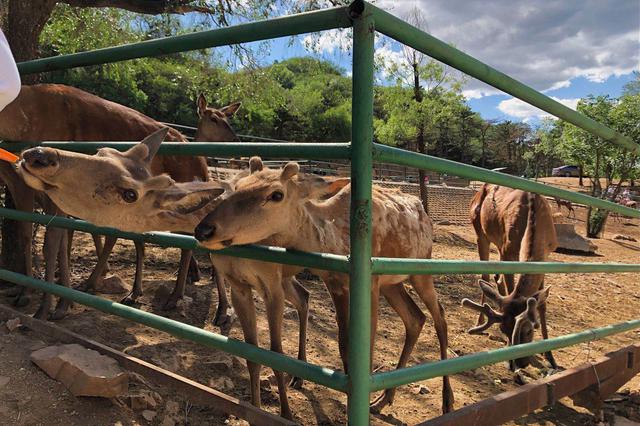 鄉(xiāng)村旅游越來越紅火