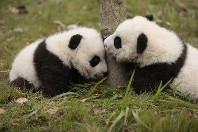 柏林動(dòng)物園為旅德大熊貓雙胞胎幼崽慶祝一歲生日