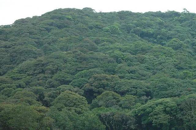 “十三五”以來森林旅游游客量年均增百分之十五