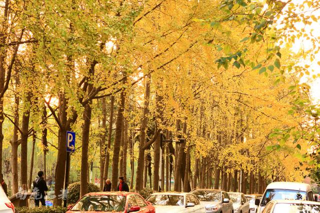 北京銀杏最佳觀賞期為11月上旬