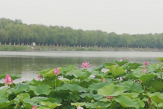 北京已建12個(gè)國(guó)家、市級(jí)濕地公園