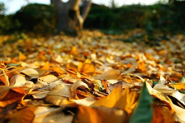 讓美景長留！北京西安等地開啟“落葉不掃”模式