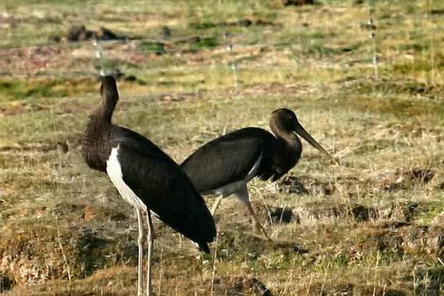 孟津黃河濕地黑鸛“扎堆”成風景