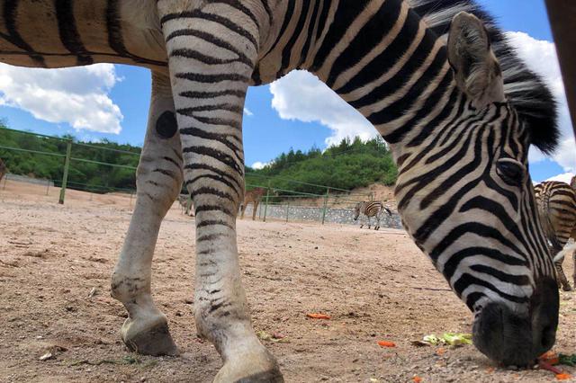 動物園虧損網(wǎng)友著急 說明了什么