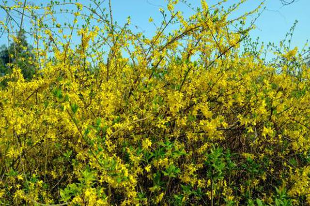 天氣回暖 未來兩個(gè)月賞花成游客出行熱門主題