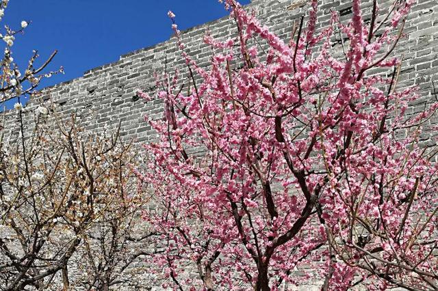 賞花游可以賞出新花樣（微經(jīng)濟）