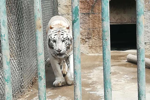 傷人、逃脫……事故頻發(fā)的動(dòng)物園到底怎么了？