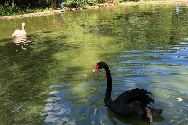 京津冀聯(lián)合開展鳥類等野生動(dòng)物保護(hù)行動(dòng)