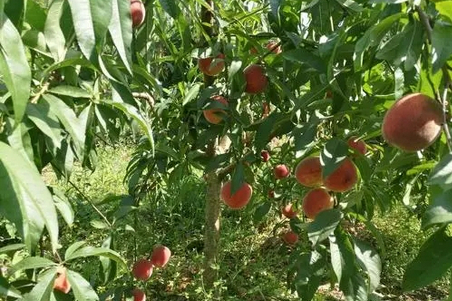 鄉(xiāng)村旅游迎遠客 特色產(chǎn)業(yè)助力中國農(nóng)民增收