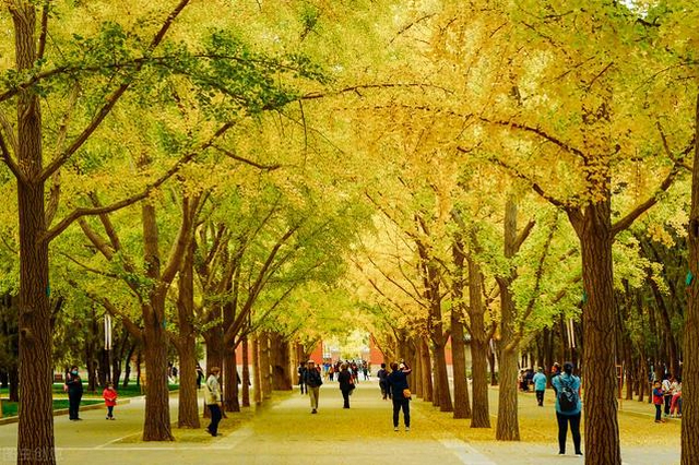 北京推出14条秋游文化线路