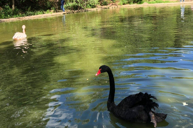 白洋淀野生鳥類增至230種