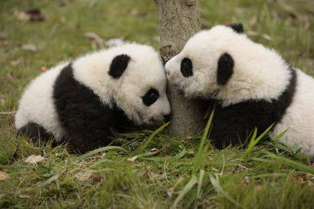 四川成都熊貓基地二期將于今年年底正式開(kāi)園