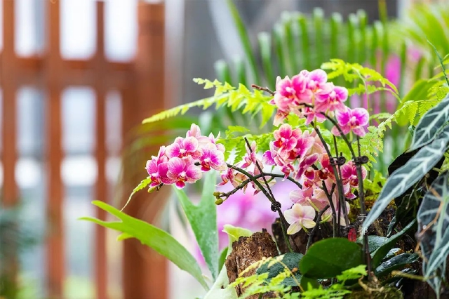 江西有個(gè)地方，竟被叫做蘭花小鎮(zhèn)？一年四季都能賞蘭