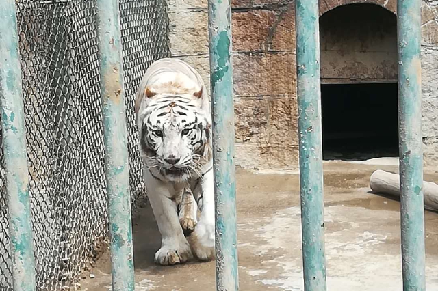 酒店開設(shè)“虎景房”可隔玻璃看老虎 已被叫停