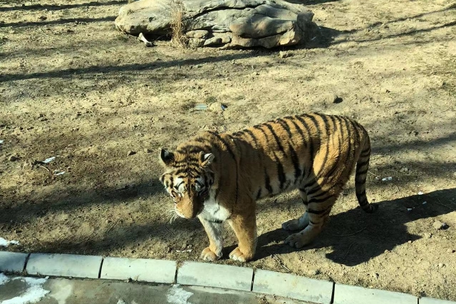 杭州：動物園危險動物籠舍執(zhí)行雙重門禁系統(tǒng)